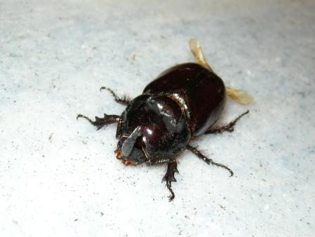 Oryctes nasicornis